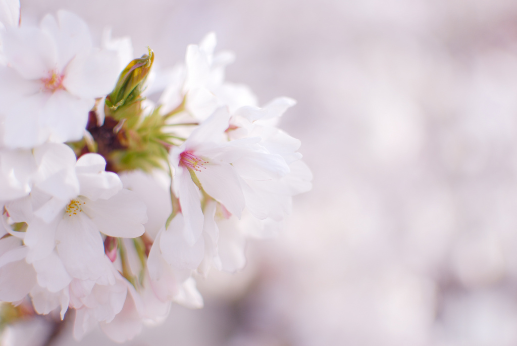 桜のリアルタイム開花情報