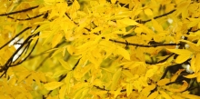 yellow-fall-leaves-1200x600